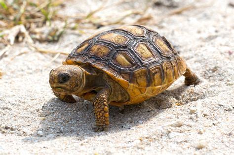 Baby Gopher Tortoise Walking | Tortoise care, Tortoises, Tortoise food