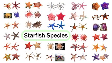 Starfish Species / Fun List of Sea Stars / Leo & Lia Story TV - YouTube