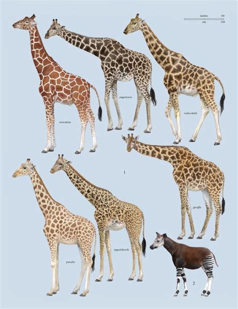 Different species of giraffes have different patterns and their closest ...