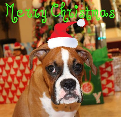 35+ Merry Christmas Boxer Dog Images Photo - Bleumoonproductions