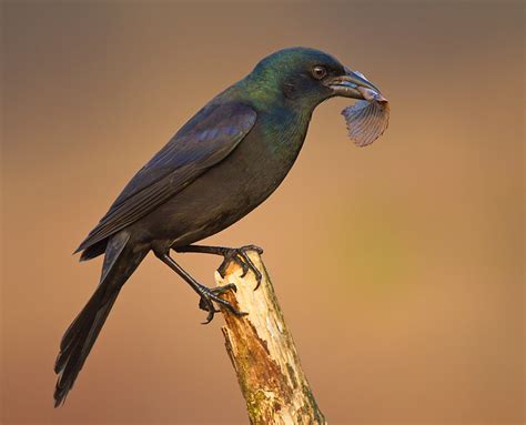 Common Grackle | Audubon Field Guide