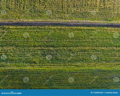 Aerial green field. stock image. Image of grass, field - 124609205