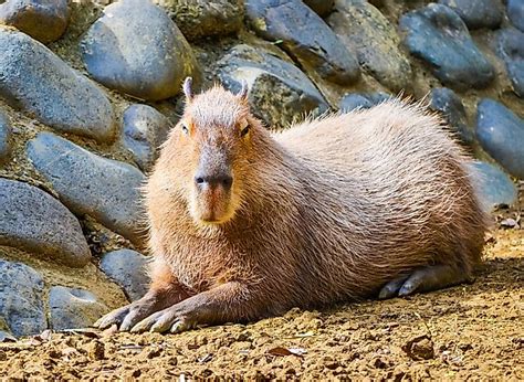 10 Amazing Capybara Facts - WorldAtlas.com