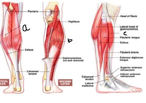 Calf Muscle Anatomy - Aaden-has-Alvarado