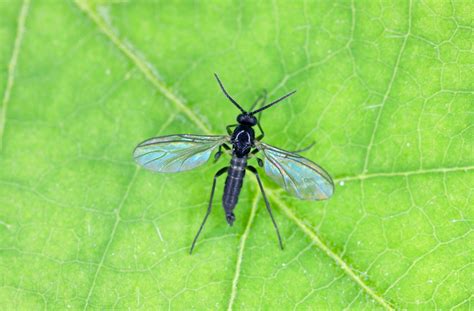 How to Get Rid of Gnats: 4 Easy Methods That Work - Brightly