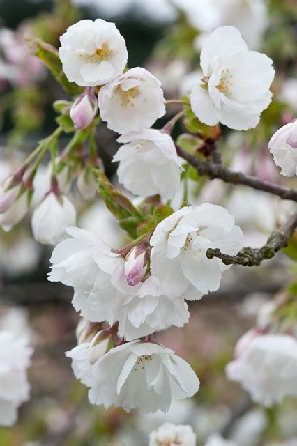 Prunus 'Shirotae' | Blossom of Japanese flowering cherry Pru… | Flickr