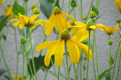 Rudbeckia laciniata (Cutleaf Coneflower)