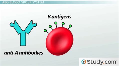 Blood Types: ABO System, Red Blood Cell Antigens & Blood Groups ...