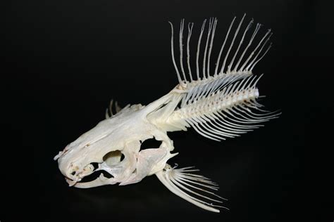 Free photo: Marble Catfish Skeleton - Bones, Catfish, Marble - Free ...