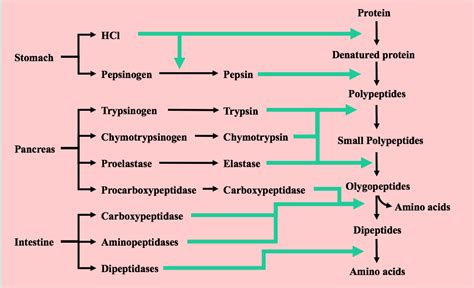 If you take protein in your food, how does it get digested in the body ...