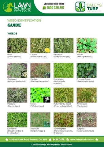 Weed identification guide for lawn by Terry Daley - Issuu