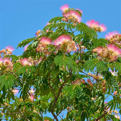 Mimosa Silk Trees for Sale | BrighterBlooms.com