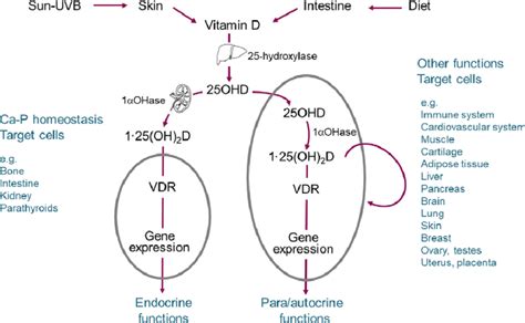 Vitamin D metabolic pathway. 1,25(OH) 2 D, 1,25-dihydroxyvitamin D ...