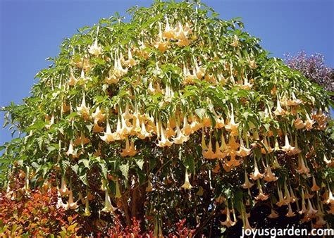 Brugmansia Care Tips