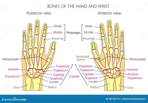 Parts Of Hand Palm Anatomy