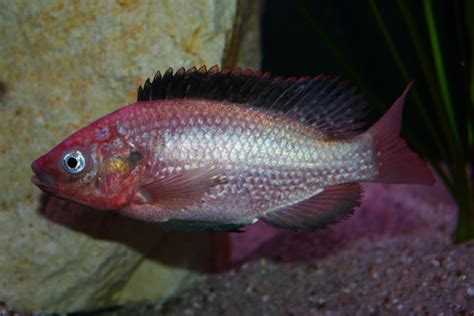 Oreochromis esculentus on Behance