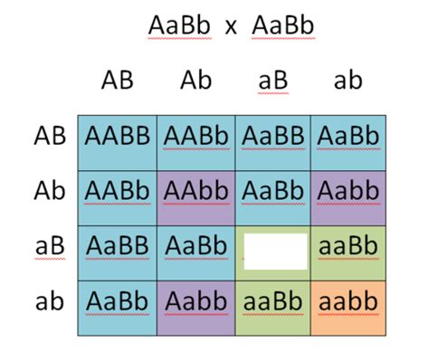 Dihybrid Punnett Squares Flashcards | Quizlet