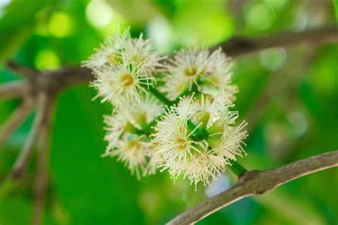 Java Plum Tree and Java Plum - Minneopa Orchards