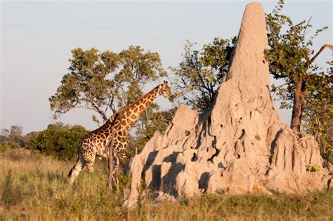 2,000-Year Old Termite Mounds Found in Central Africa — Blog of the ...