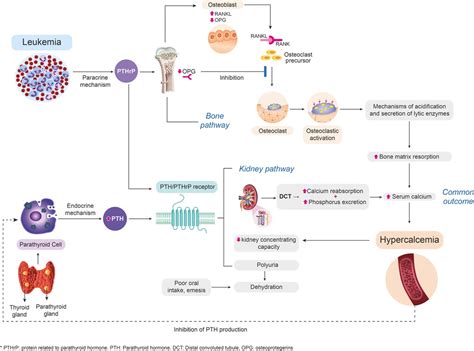 Frontiers | Malignant hypercalcemia as the debut of acute lymphoblastic ...