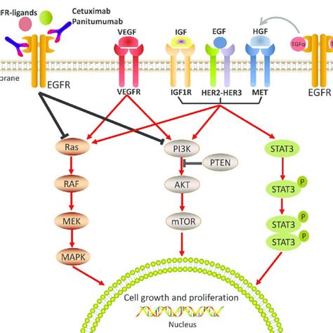 EGFR-mediated signaling pathways and mechanisms of anti-EGFR therapy ...