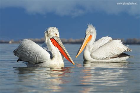 Lake Kerkini Pelicans / Pelikáni na jezeře Kerkini | pkmphoto.cz