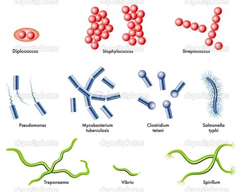 Different Types Of Skin Bacteria