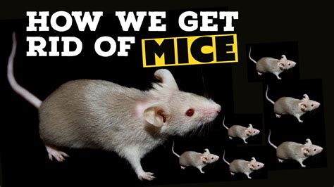 How To Get Rid Of Mice - Major Pest Control Company - YouTube