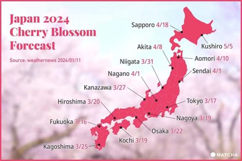 Cherry Blossoms in Japan: 2024 Forecast and Best Spots