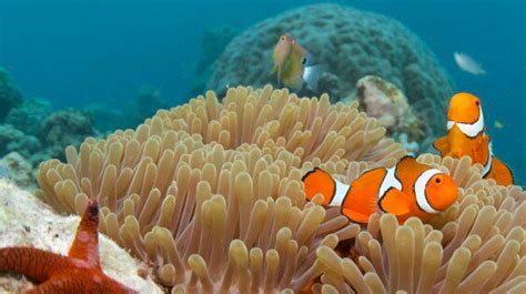 13 Fun Facts You Didn't Know About The Great Barrier Reef | HuffPost News