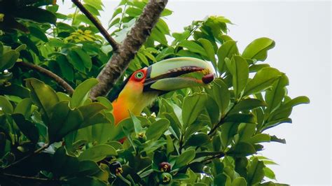 Toco Toucan Habitat