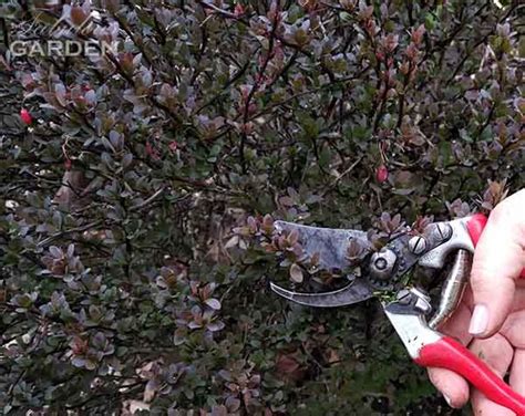 How to Prune Barberry (Berberis) - The Fabulous Garden