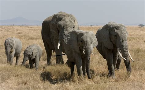 HD wallpaper: African Bush Elephant Family, herd of elephants, large ...