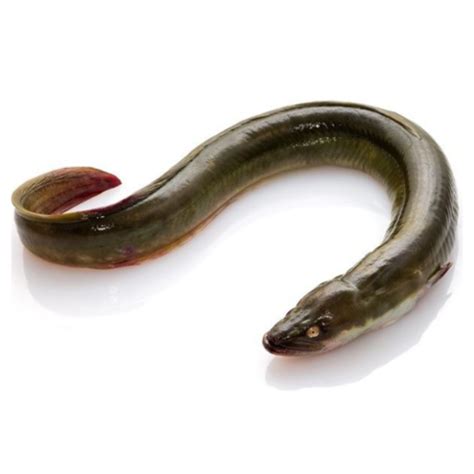 Buy Wholesale Canada Live Eel Fish/ Glass Eel & Glass Eels at USD 600 ...