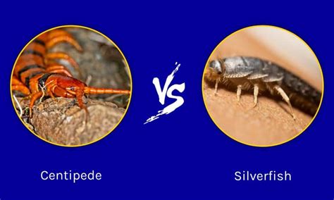 Centipede vs Silverfish: What Are 8 Key Differences? - A-Z Animals