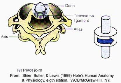 Pivot Joint Neck