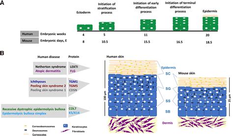 Keratinocyte differentiation and proteolytic pathways in skin (patho ...