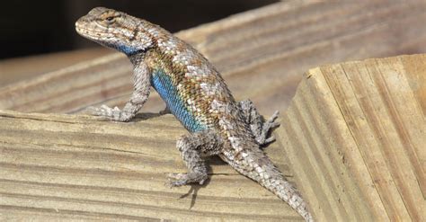 Discover 10 Awesome Lizards in Georgia - A-Z Animals