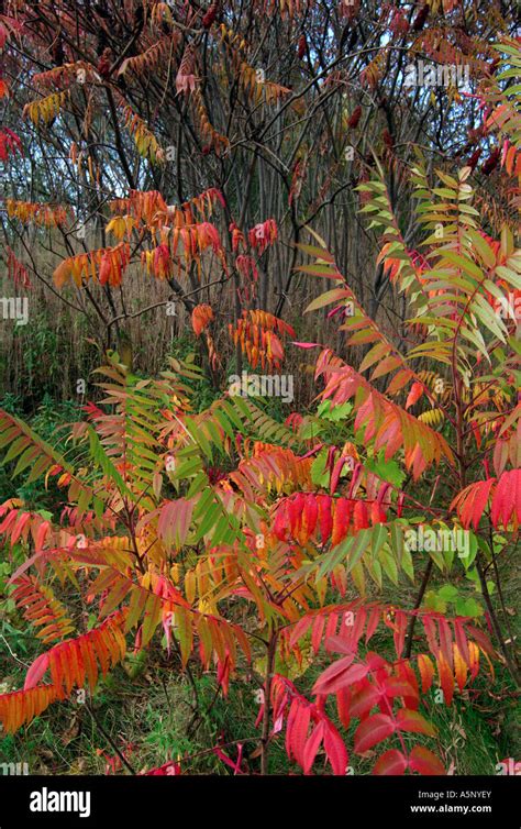 Fall color of sumac Stock Photo - Alamy