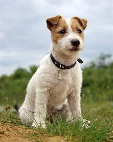 Top 20 Cutest Dog Breeds around the World | entertainmentaroundtheworld