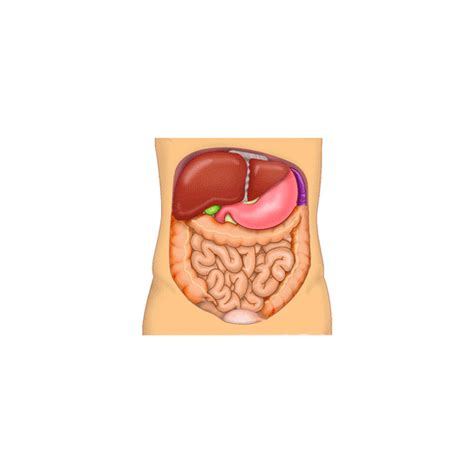 Fatty Liver Fix