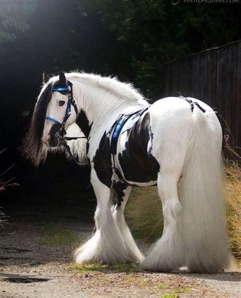 So sweet! | Horses, Pretty horses, Most beautiful horses