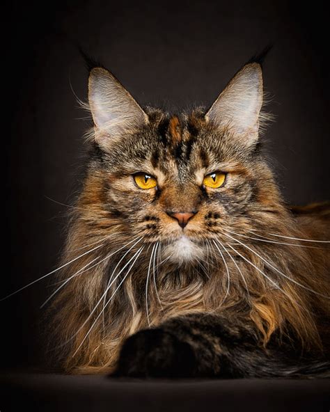 65 Breathtaking Pictures Of Maine Coons, The Largest Cats In The World