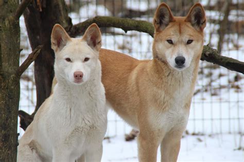 Australian Dingo - Binder Park Zoo