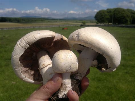 Horse Mushrooms – Edibility, Identification, Distribution – Galloway ...