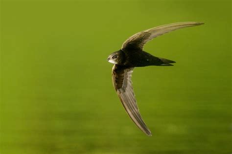 Swift | Bird Identification Guide | Bird Spot