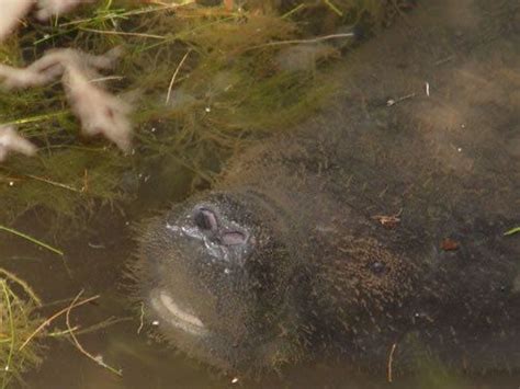 Dwarf manatee - Alchetron, The Free Social Encyclopedia