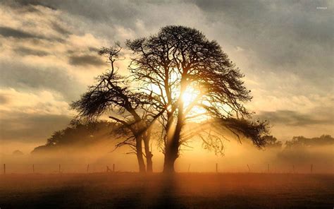 Tree Sunrise Wallpapers - Top Free Tree Sunrise Backgrounds ...