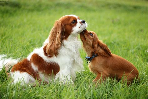 Cavalier King Charles Spaniel - Pictures, Information, Temperament ...