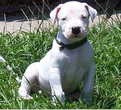 Basic Dogo Argentino Puppy Training - Dogo Argentino